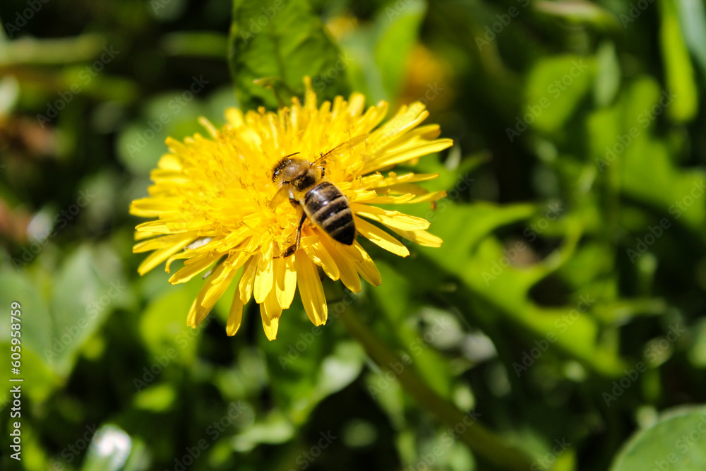 Honey bee on yellow dandelion flower in spring garden. Hardworking bees pollinate dandelion blossoms with pollen. Summer green lawn Honey bee on yellow dandelion flower in spring garden. Hardworking bees pollinate dandelion blossoms with pollen. Summer green lawn