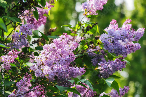 syringa vulgaris blossom in spring. floral nature background photo