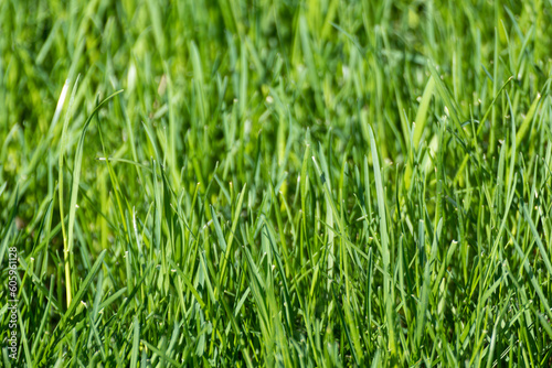 Green grass blades close-up details on blurred background. Natural fresh weed shining lawn background. Vibrant spring nature pattern