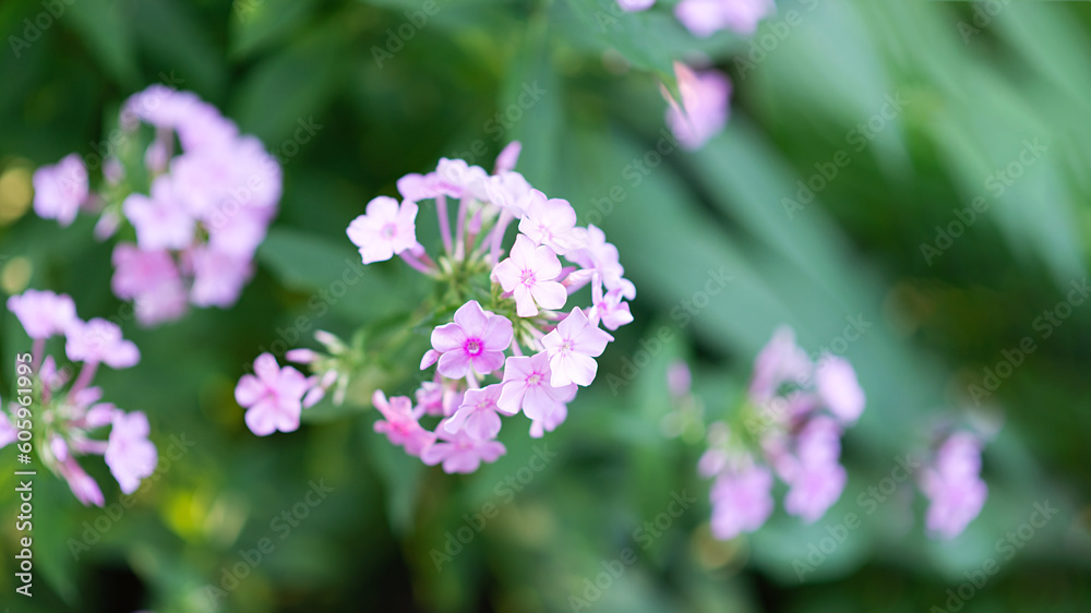 Pink phlox bushes in the park. Selective focus on a beautiful bush of blooming flowers and green leaves under sunlight in summer. Village theme in nature. Greeting card, invitation and border mockup.