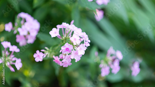 Pink phlox bushes in the park. Selective focus on a beautiful bush of blooming flowers and green leaves under sunlight in summer. Village theme in nature. Greeting card, invitation and border mockup.