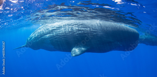 Sperm whale