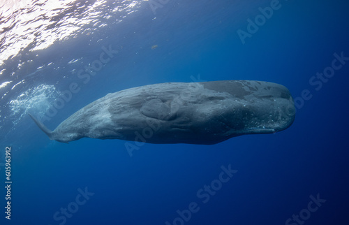 Sperm whale