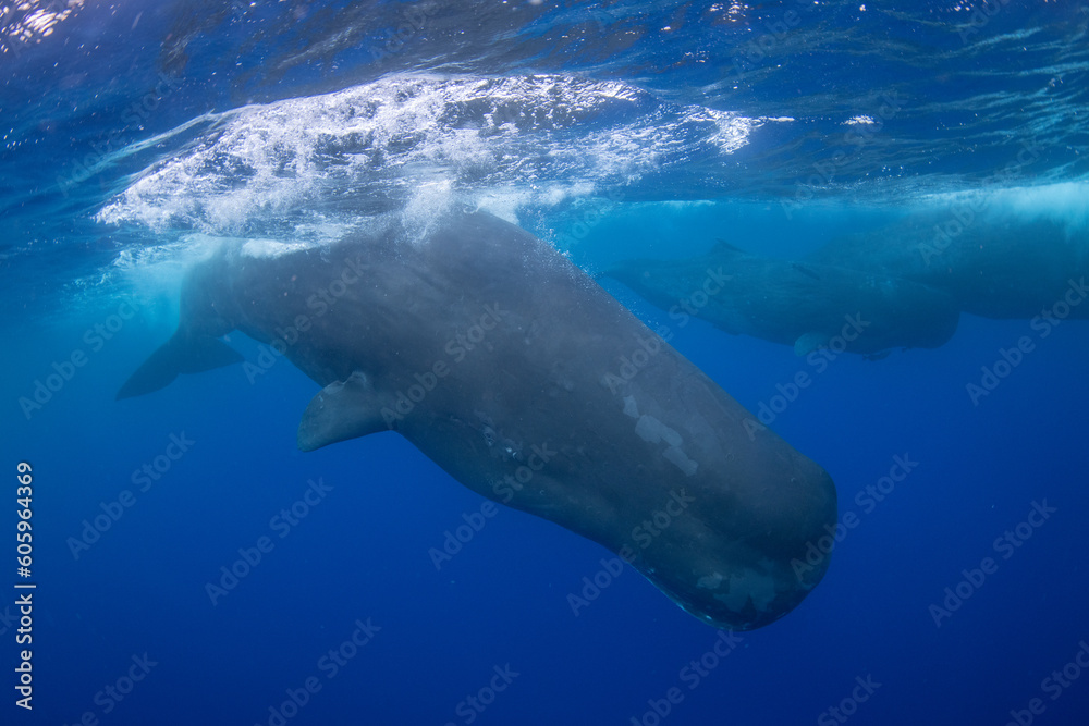 Naklejka premium Sperm whale