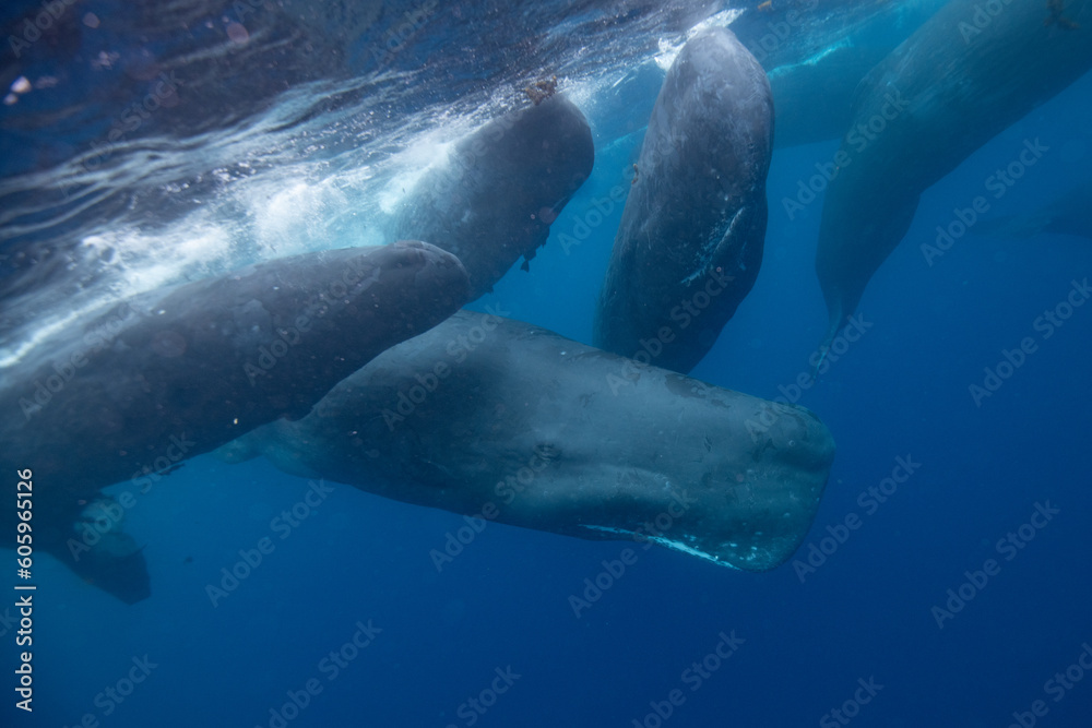 Obraz premium Sperm whale