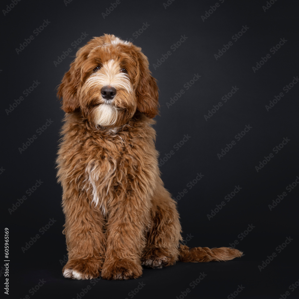 Cute red with white male Labradoodle dog, sitting up facing front. Looking towards camera. Isolated on a black background. Cute red with white male Labradoodle dog, sitting up facing front. Looking towards camera. Isolated on a black background.