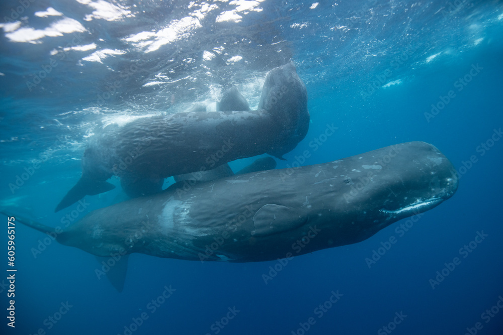 Obraz premium Sperm whale