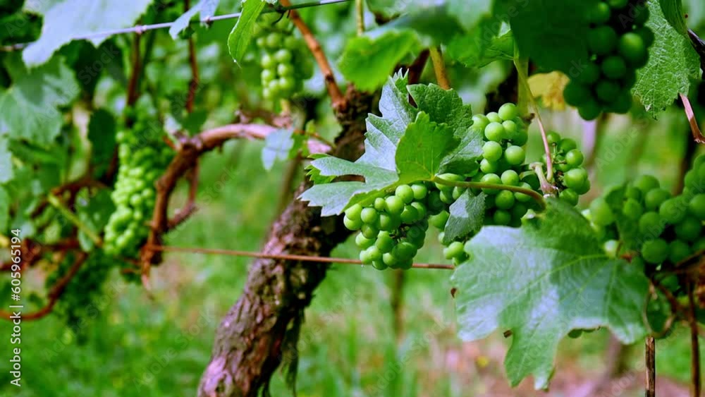 Green, Unripe, Young Wine Grapes In Vineyard, Early Summer, Medium shoot. Green, Unripe, Young Wine Grapes In Vineyard, Early Summer, Medium shoot.