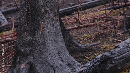 Wallpaper Mural Trunk of tree burned to charcoal during forest fire, close up view Torontodigital.ca