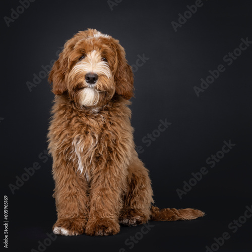 Cute red with white male Labradoodle dog, sitting up facing front. Looking towards camera. Isolated on a black background.