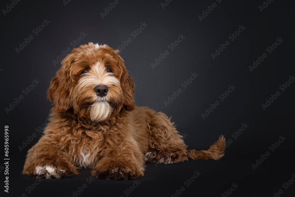 Cute red with white male Labradoodle dog, laying down side ways. Looking beside camera. Isolated on a black background. Cute red with white male Labradoodle dog, laying down side ways. Looking beside camera. Isolated on a black background.