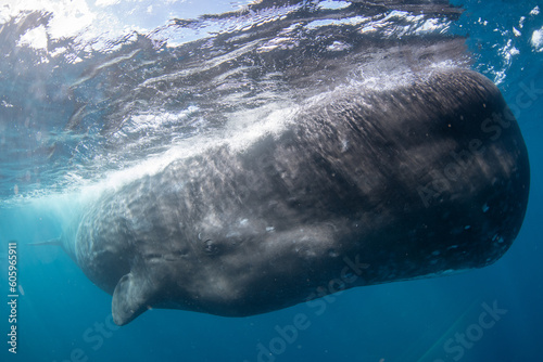 Sperm whale