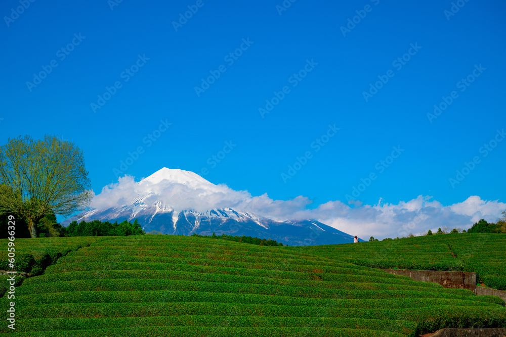 Fototapeta premium 富士山