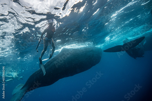Sperm whale