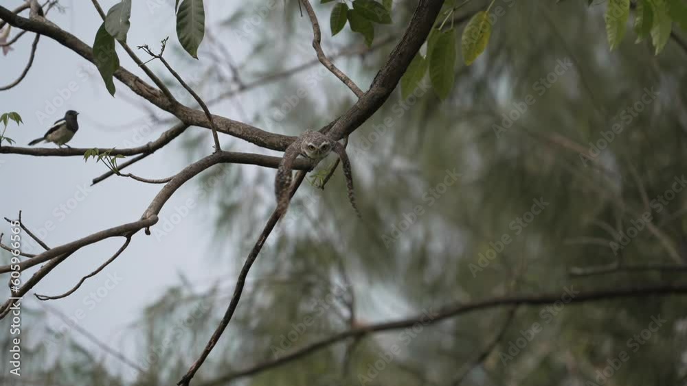 Spotted Owl Flight in Slow Motion from High Branch to Ground Spotted Owl Flight in Slow Motion from High Branch to Ground