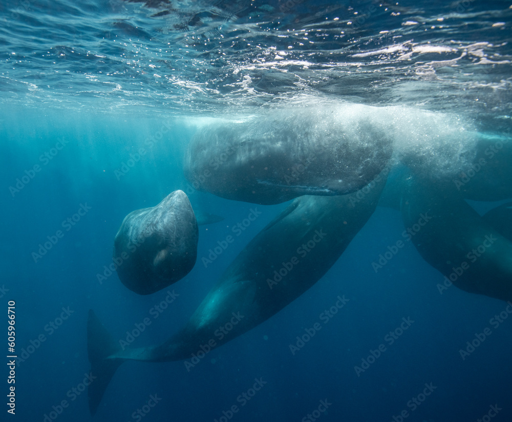 Obraz premium Sperm whale