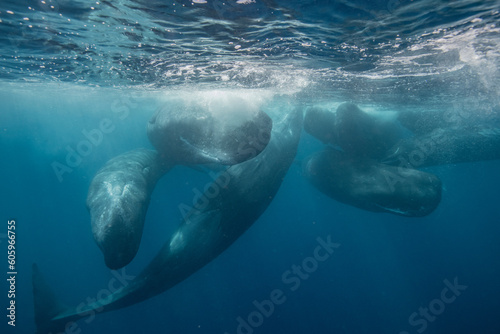Sperm whale