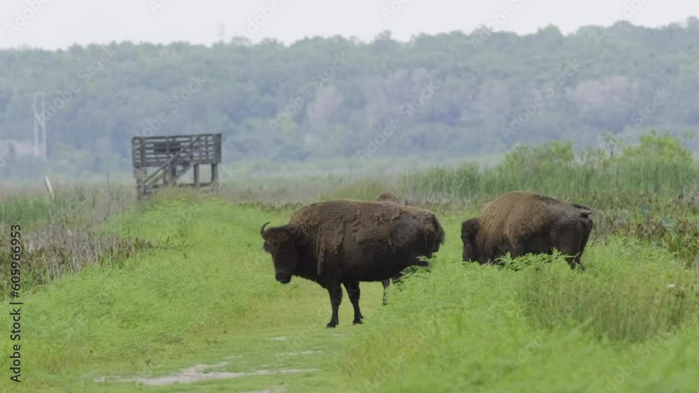 Paynes Prairie Preserve Bison on the Jackson Gap trail Paynes Prairie Preserve Bison on the Jackson Gap trail