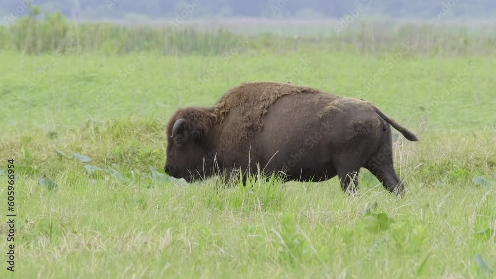 American Wild Bison Buffalo in Paynes Prairie Preserve American Wild Bison Buffalo in Paynes Prairie Preserve