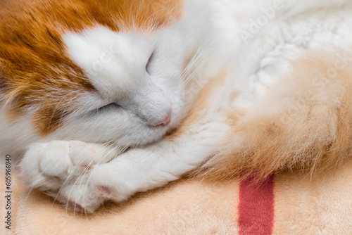 domestic cat sleeps on a warm blanket.