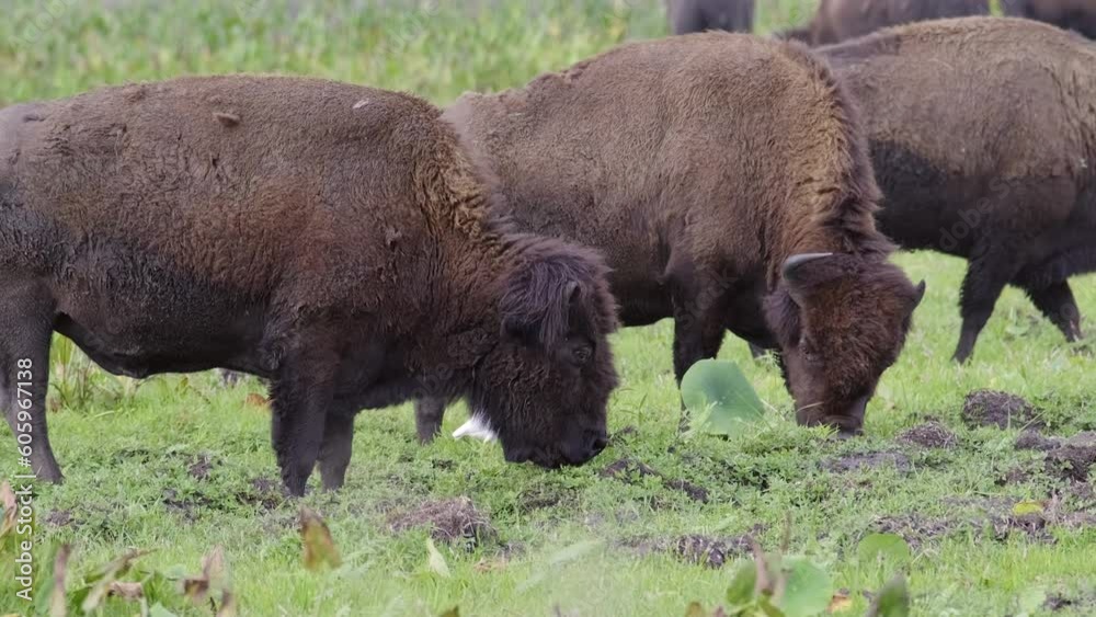 American Bison grazing in Florida's Paynes Prairie Preserve American Bison grazing in Florida's Paynes Prairie Preserve