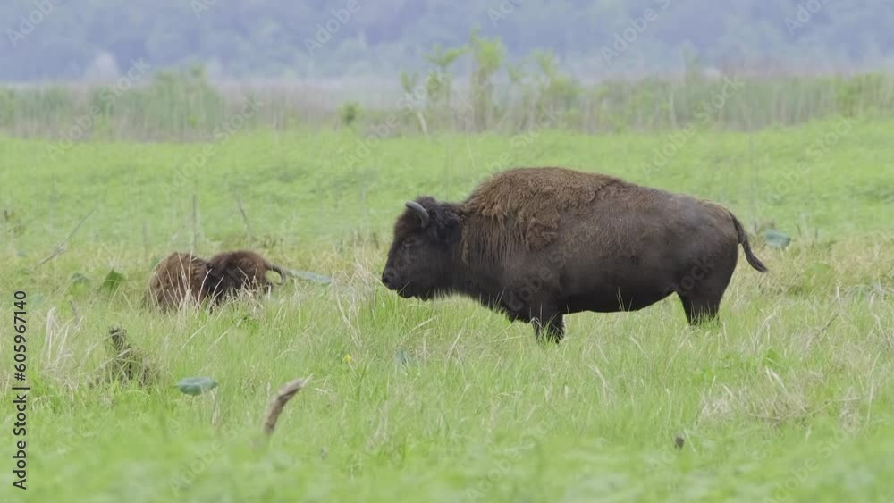 American Wild Bison grazing in Paynes Prairie Preserve American Wild Bison grazing in Paynes Prairie Preserve