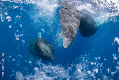 Sperm whale