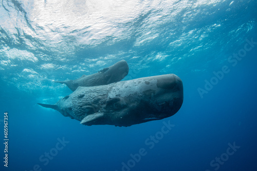 Sperm whale