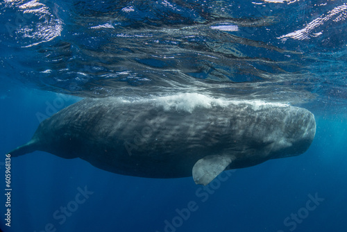 Sperm whale