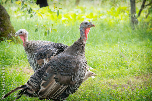 On a bright sunny day in the summer, there are turkeys in the garden.