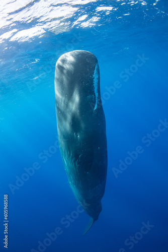 Sperm whale