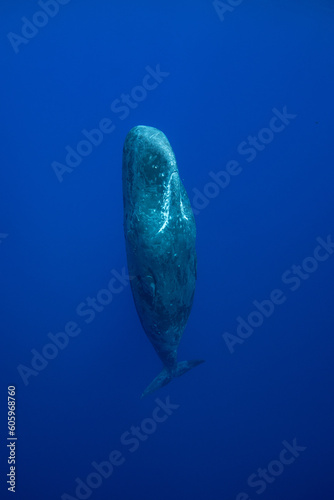 Sperm whale