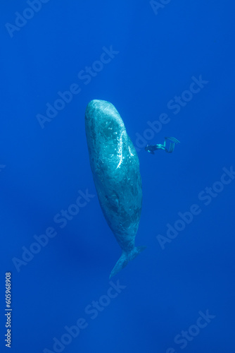 Sperm whale