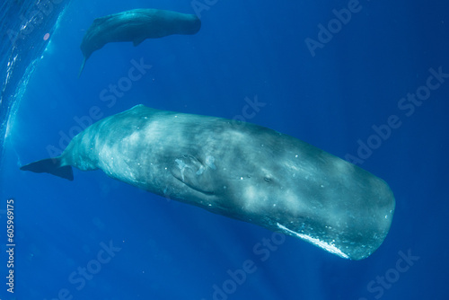 Sperm whale