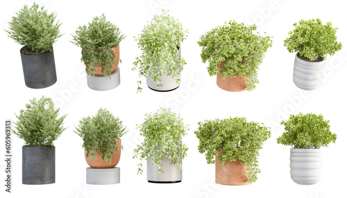 Set of plants isolated on white background
