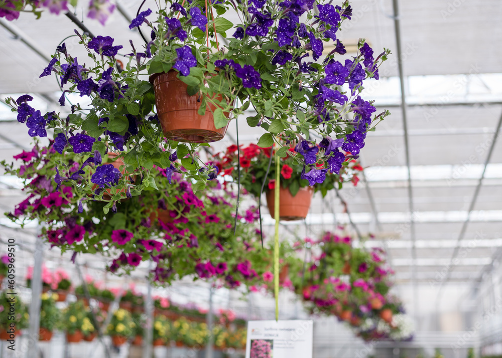 Petunias in pots. Flowers in pots in a greenhouse. Beautiful blooming green house. Greenhouse for growing seedlings of plants. Flowering plants in a flower nursery. Petunias in pots. Flowers in pots in a greenhouse. Beautiful blooming green house. Greenhouse for growing seedlings of plants. Flowering plants in a flower nursery.