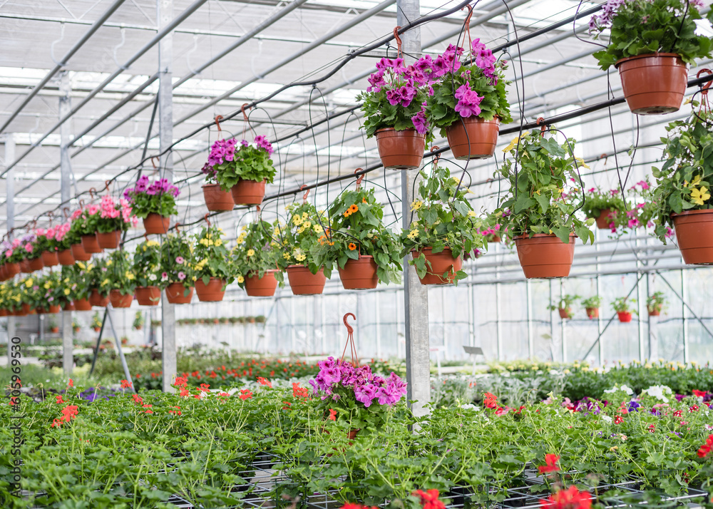 Petunias in pots. Flowers in pots in a greenhouse. Beautiful blooming green house. Greenhouse for growing seedlings of plants. Flowering plants in a flower nursery. Petunias in pots. Flowers in pots in a greenhouse. Beautiful blooming green house. Greenhouse for growing seedlings of plants. Flowering plants in a flower nursery.