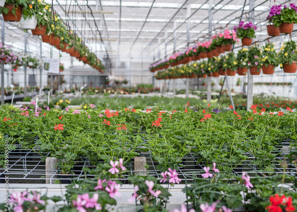 Petunias in pots. Flowers in pots in a greenhouse. Beautiful blooming green house. Greenhouse for growing seedlings of plants. Flowering plants in a flower nursery. Petunias in pots. Flowers in pots in a greenhouse. Beautiful blooming green house. Greenhouse for growing seedlings of plants. Flowering plants in a flower nursery.