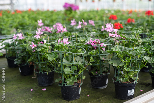 Flowering pelargoniums in pots in a greenhouse for sale