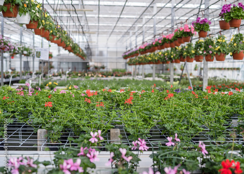 Petunias in pots. Flowers in pots in a greenhouse. Beautiful blooming green house. Greenhouse for growing seedlings of plants. Flowering plants in a flower nursery.