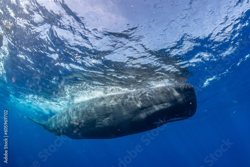 Sperm whale
