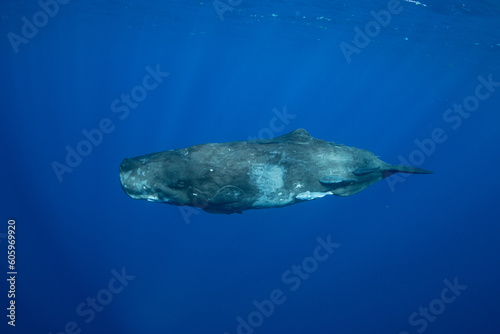 Sperm whale © Stanislav