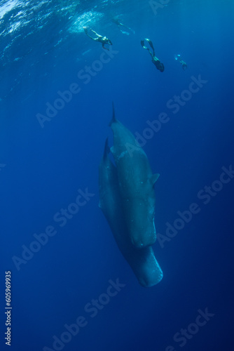 Sperm whale