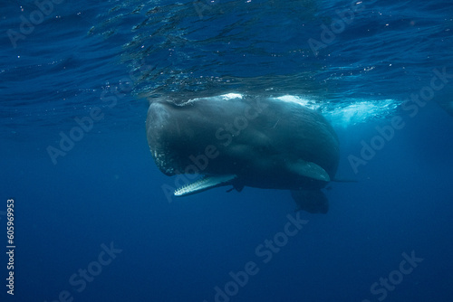 Sperm whale