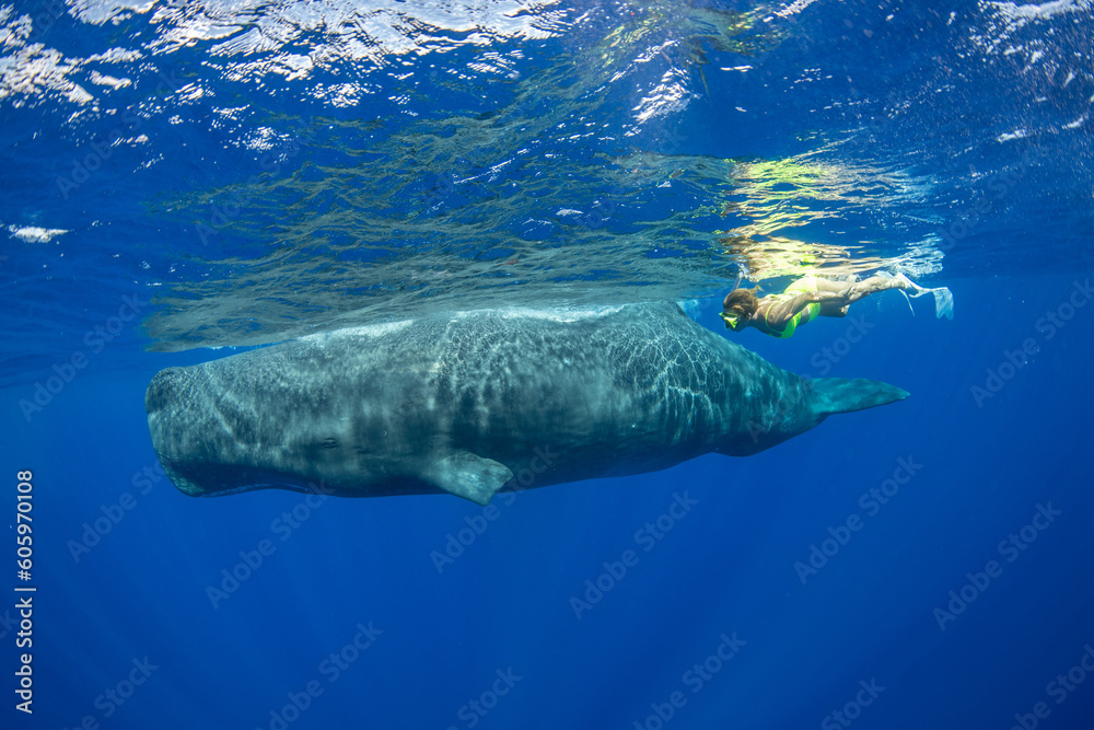 Obraz premium Sperm whale