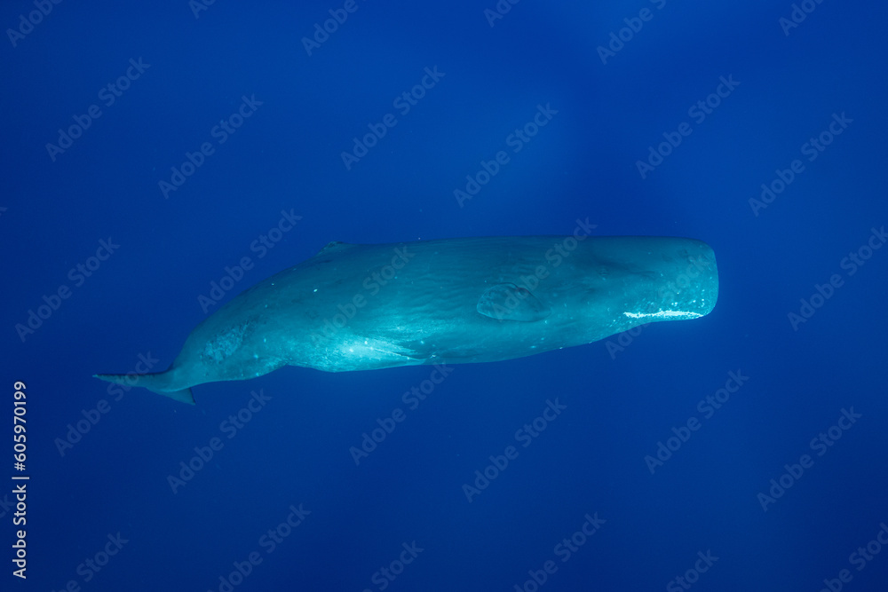 Obraz premium Sperm whale