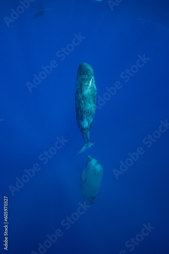 Sperm whale