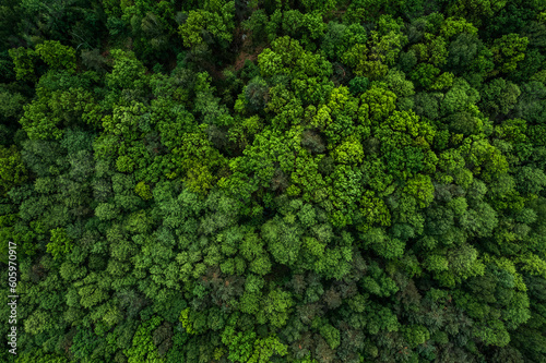 Aerial drone view of green lush forest