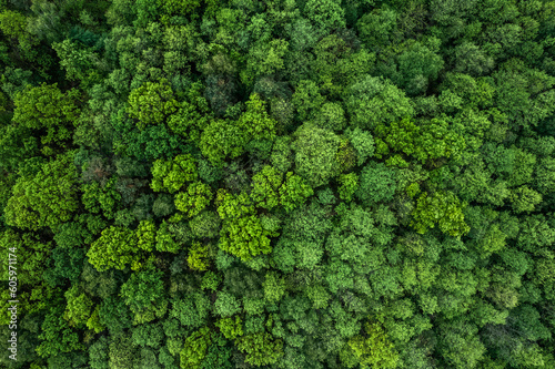 Aerial drone view of green lush forest