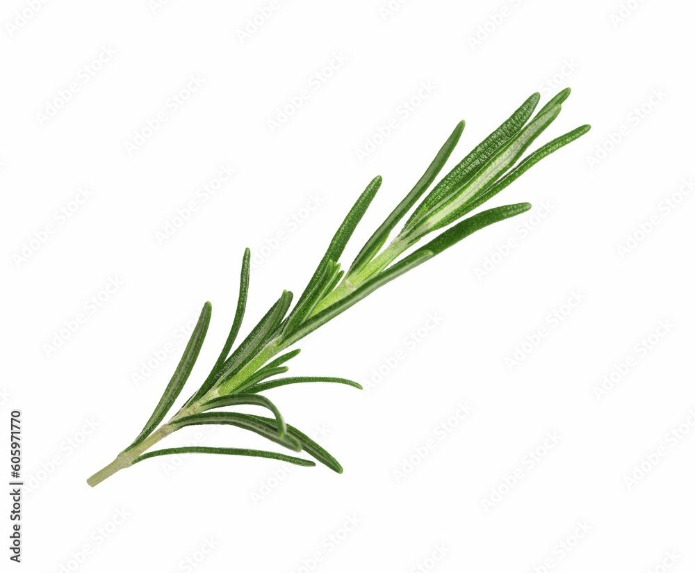 Sprig of fresh rosemary isolated on white Sprig of fresh rosemary isolated on white
